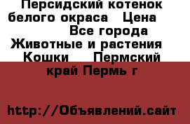 Персидский котенок белого окраса › Цена ­ 35 000 - Все города Животные и растения » Кошки   . Пермский край,Пермь г.
